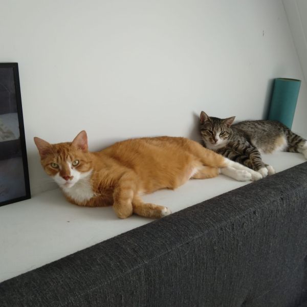 Aegon, Arya, Obryn uit Veghel zoekt een Kattenoppas