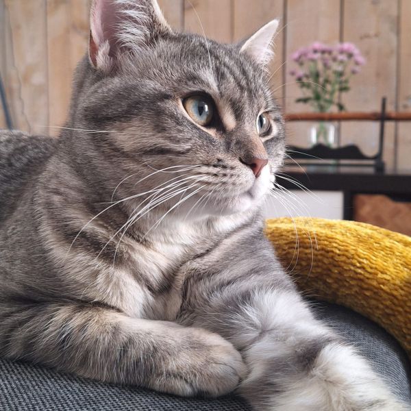 Draak uit Dongen zoekt een Kattenoppas