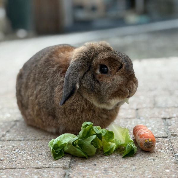 Droppie uit Zwolle zoekt een Knaagdierenoppas