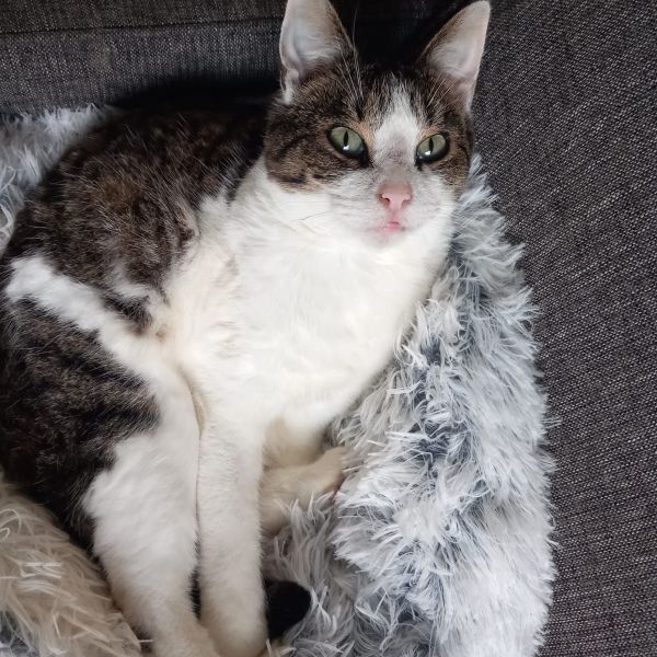 Anat uit Groningen zoekt een Kattenoppas