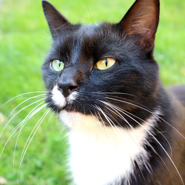Menauw uit Born zoekt een Kattenoppas