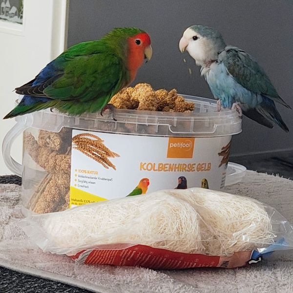 Tuti en Fruti uit Rijswijk, Zh zoekt een Vogeloppas