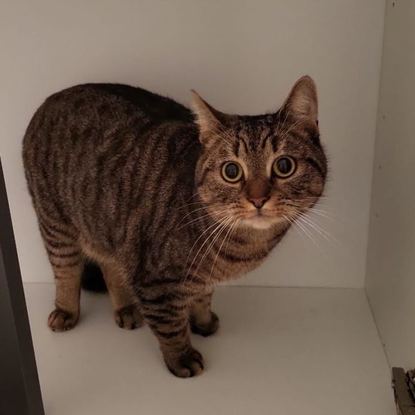 Remus, Leo uit Laag Zuthem zoekt een Kattenoppas