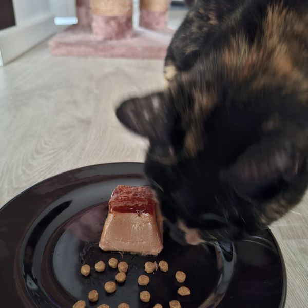Kattenoppas Jeffrey uit Terneuzen