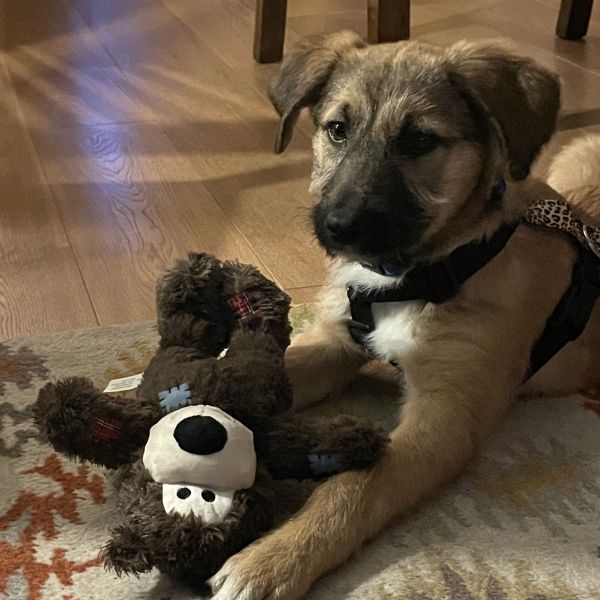 Winnie uit Groningen zoekt een Hondenoppas