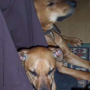 Image description