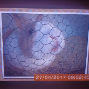 Image description