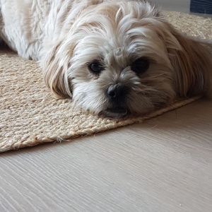 Image description