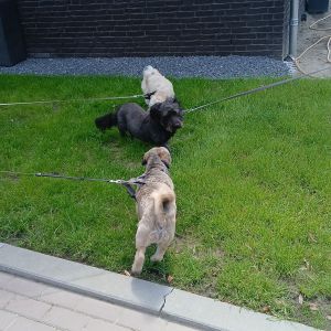 Image description