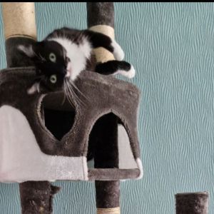Image description