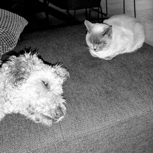 Image description
