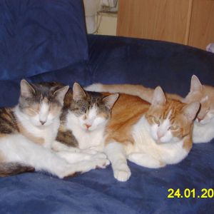 Image description