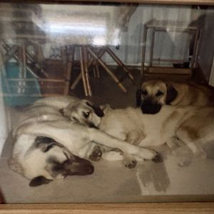Image description