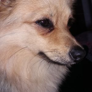Image description