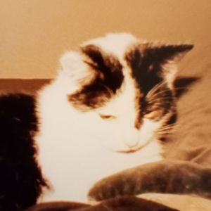 Image description