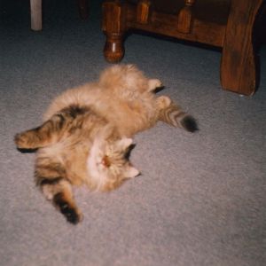 Image description