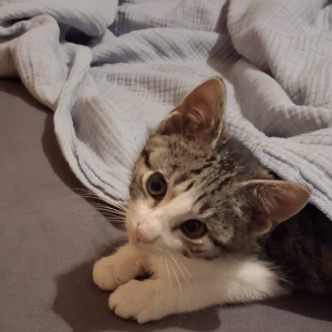 Image description
