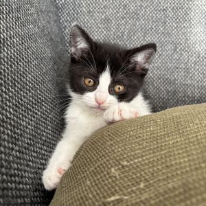 Image description