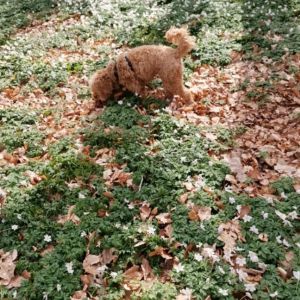 Image description