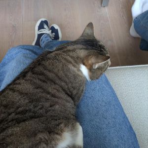 Image description